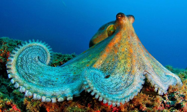 Everything you need to know about WA’s marine life 